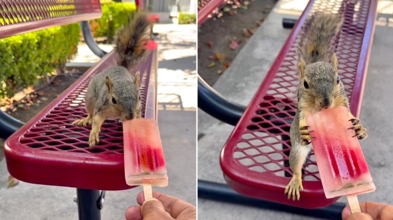 Squirrel Popsicle