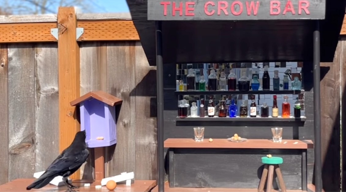 Artist Builds a Fully Stocked Bird-Sized Bar to Make Friends With the Local Crows