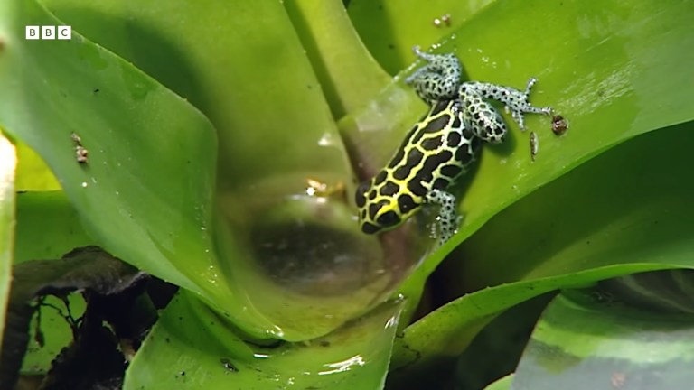 The Incredible World of Frogs