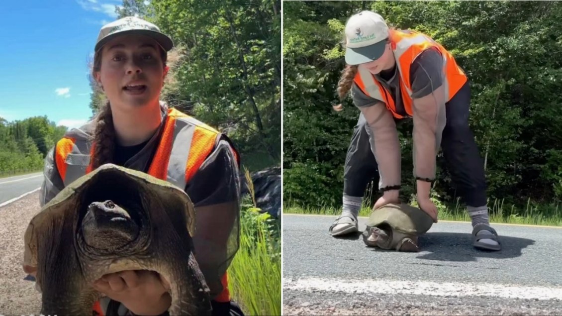 How to Safely ‘Wheelbarrow’ Walk a Snapping Turtle Across a Road