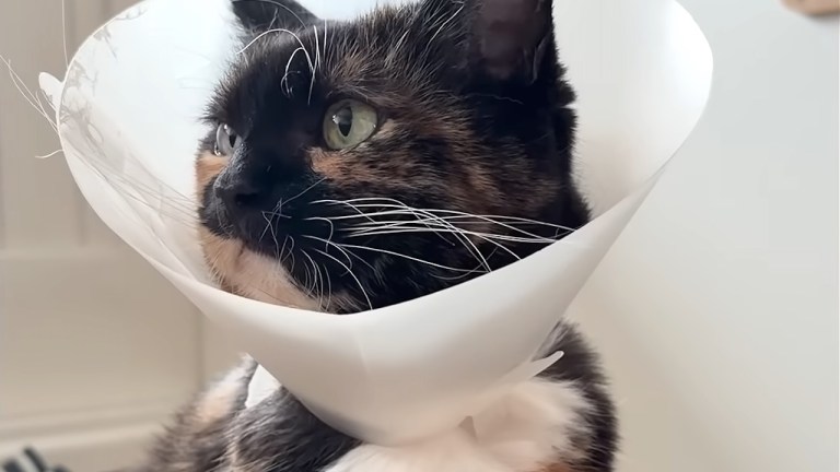 Calico cat wearing her safety cone