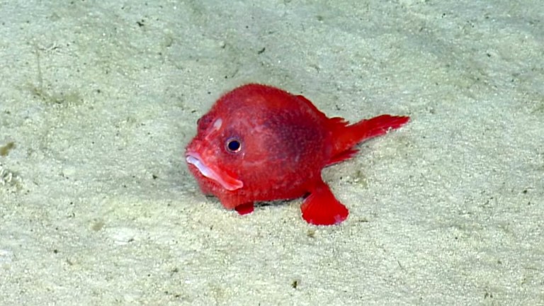 Chaunacops Anglerfish