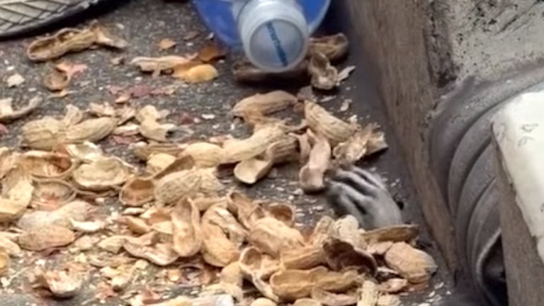 Citi Field Raccoon Hole in Stands