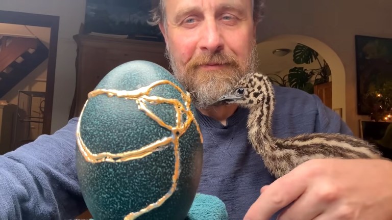 Coaxing Baby Emu Out of Shell