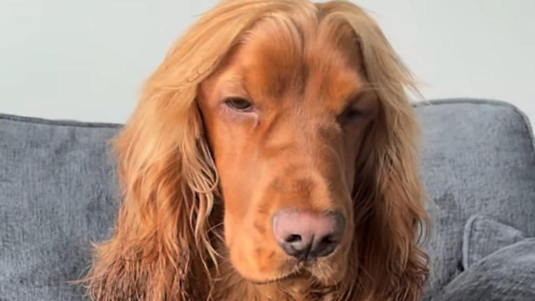 Alfie the cocker spaniel with long flowing hair crooning like an opera singer
