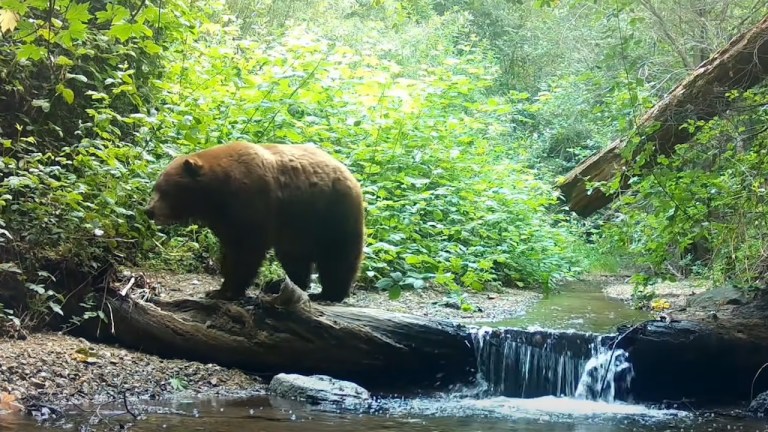 A bear beside a creek in the Angeles National Forest