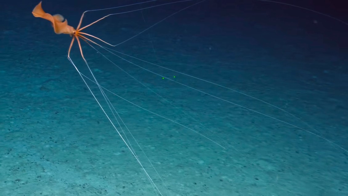 Two Rare Magnapinna Squid Sightings Deep in Micronesian Waters