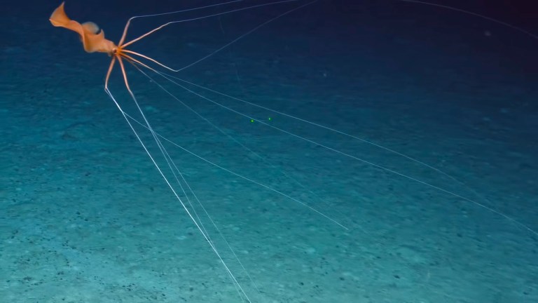 Magnapinna squid in the deep waters of Micronesia