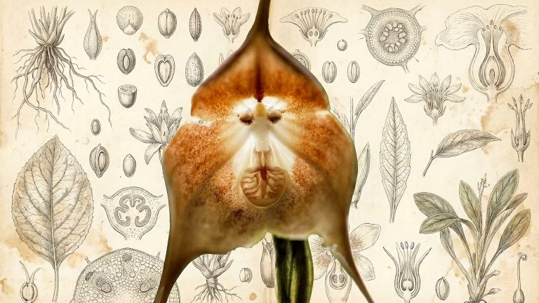Monkey-faced orchid resembling a primate against botanical illustrations