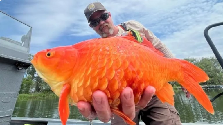 Large feral goldfish