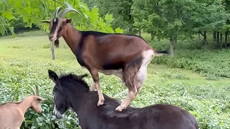 Amber the goat standing on Dolly the donkey’s back to reach maple leave