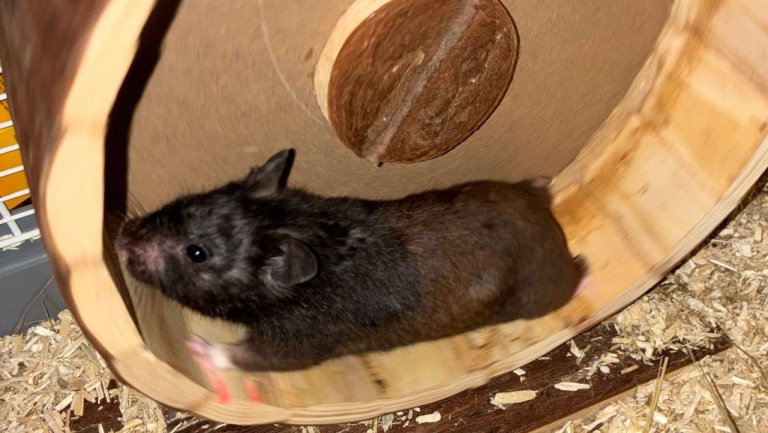 Mollie the hamster running on an exercise wheel connected to a Strava tracker