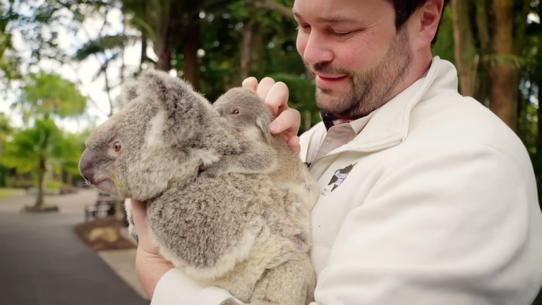Moving Koala and Babies to New Home