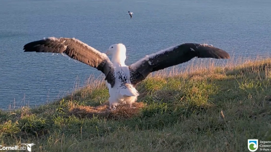 Northern Royal Albatross Chick Practices Hovering Before His First Flight