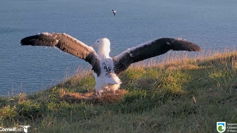 Northern royal albatross chick Awheo hovering in strong winds at Pukekura/Taiaroa Head