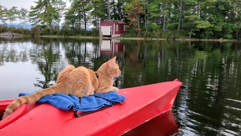 Orange cat Zoey kayaking in New Hampshire