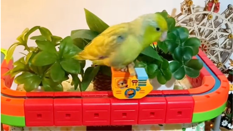 Parrot on Train