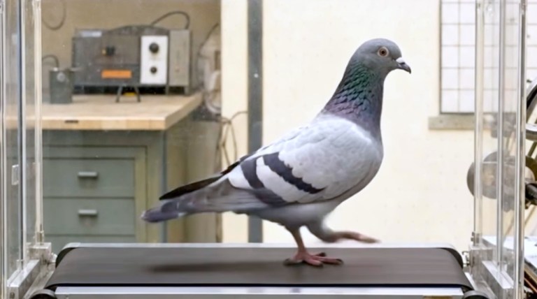 Pigeon Head Bob