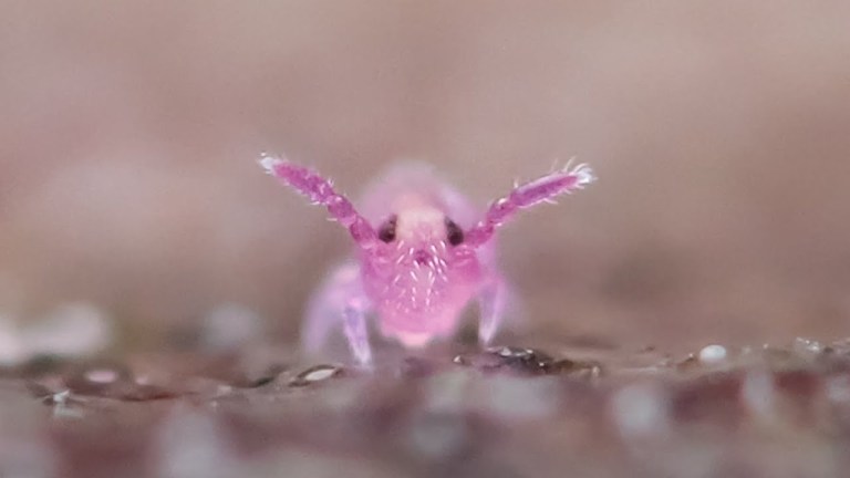 Pink Globular Springtail Launch