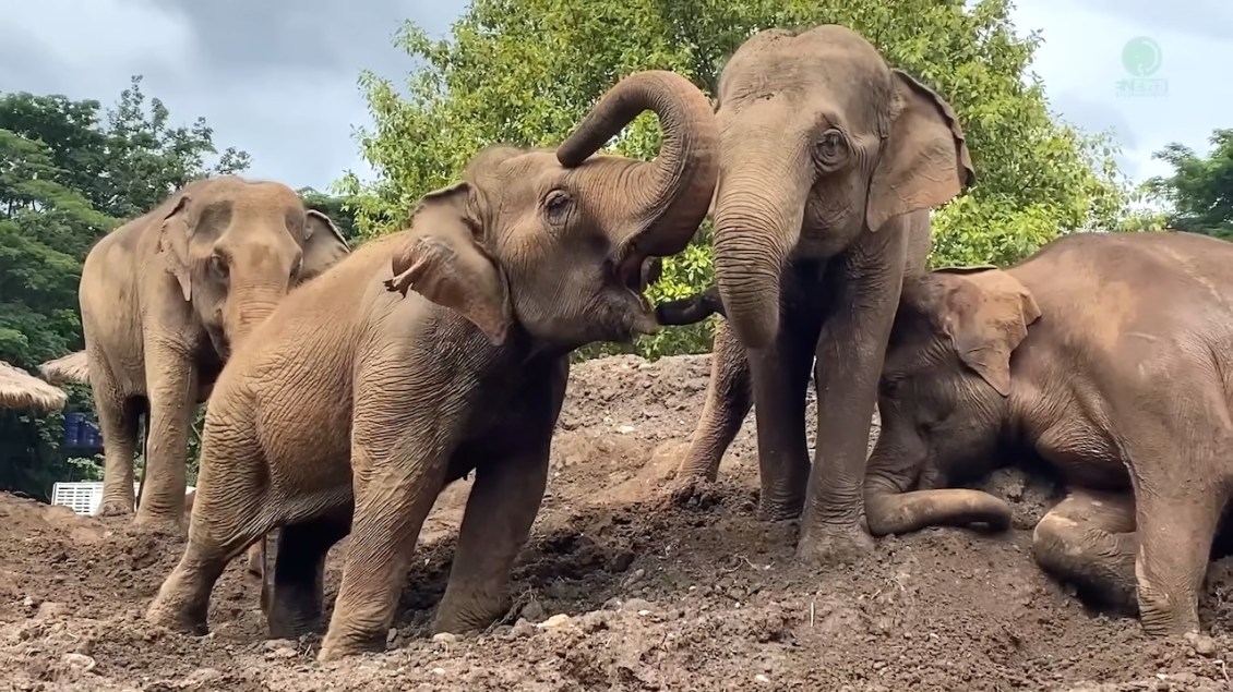 Nam Phueng and Thung Thong joining a new elephant herd