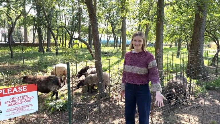 Sheeps Wool to Sweater