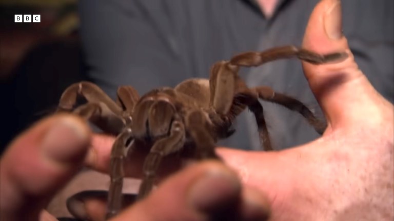 Worlds Largest Tarantula