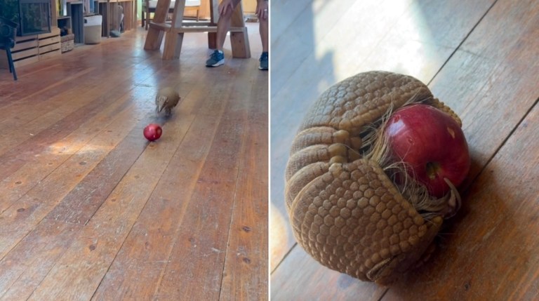 Armadillo Rolls Into Ball