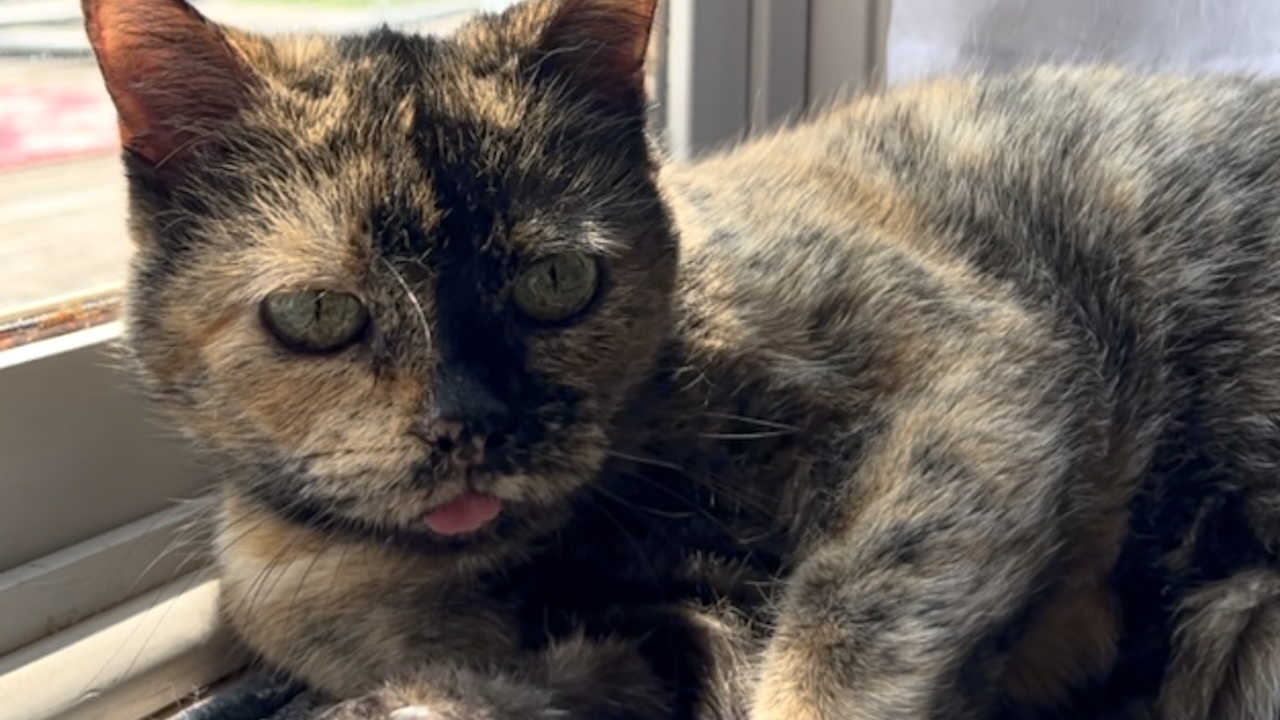 Rescued Cat Coos Like a Pigeon When She Purrs