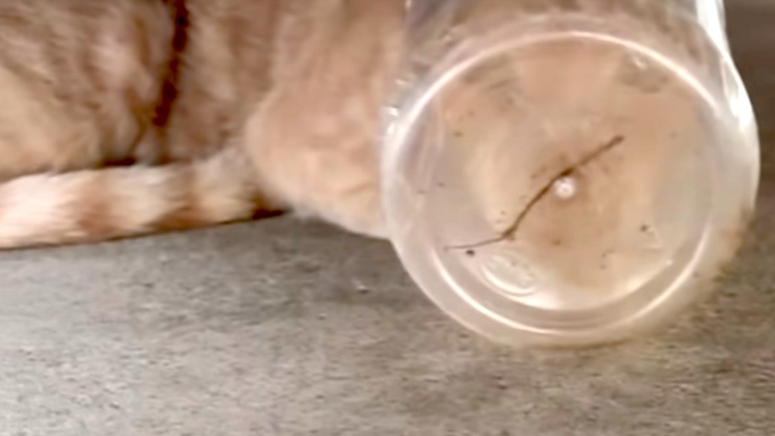 Man Rescues Feral Cat Who Miraculously Survived Five Days With His Head Stuck in a Jar