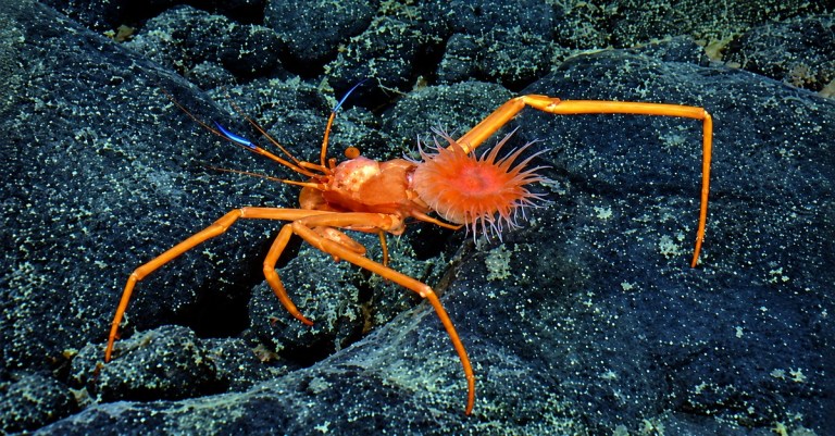 Fashionista Backpack Crab
