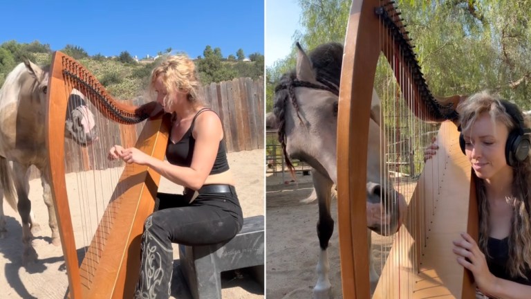 Horse Plays Harp With Human