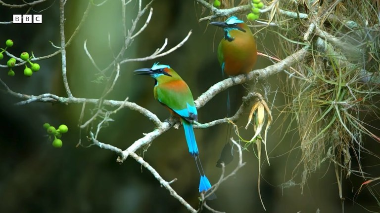 How Birds Survive