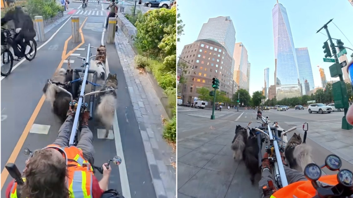 Urban Musher Takes His Dogs Around New York City on a Wheeled E-Dogsled
