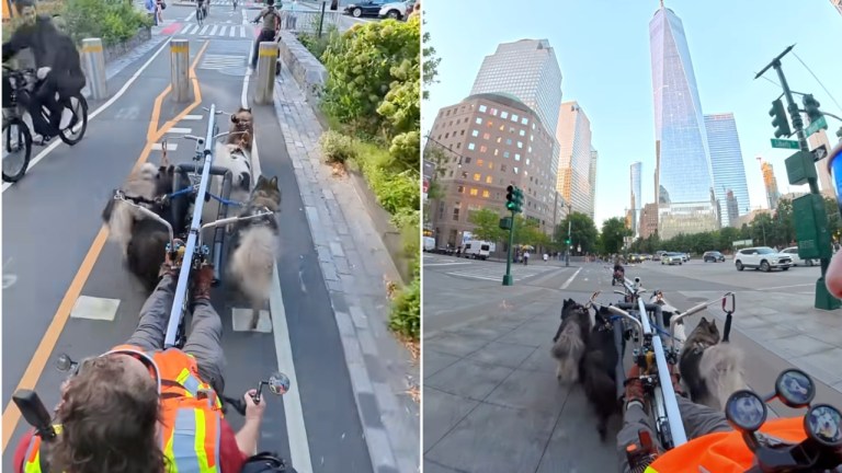 Mushing Dogs E-Dogsled NYC