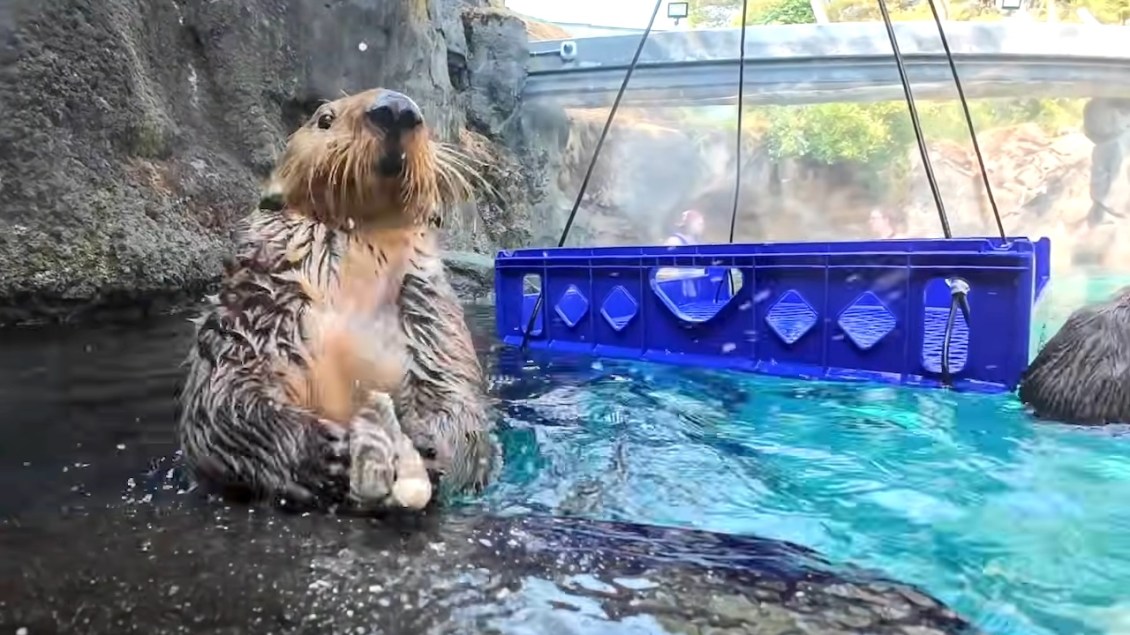 Otters Smash Open Shellfish