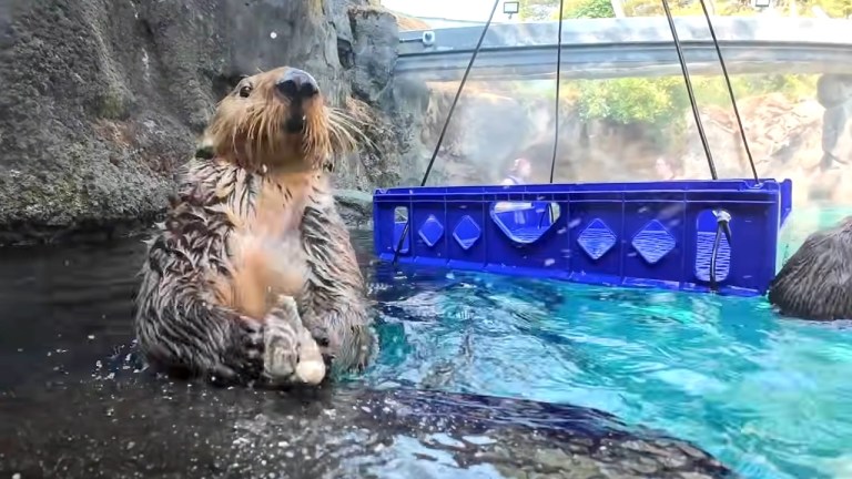 Otters Smash Open Shellfish