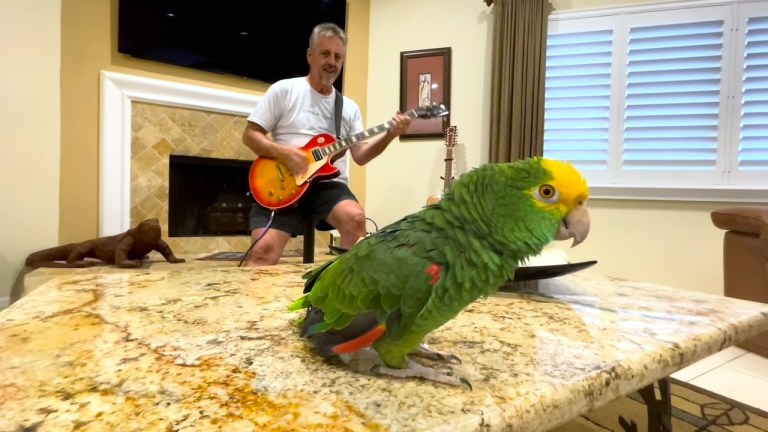 Parrot Sings Black Dog