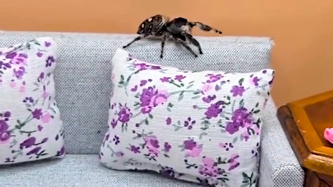 Pet Jumping Spider Rooms