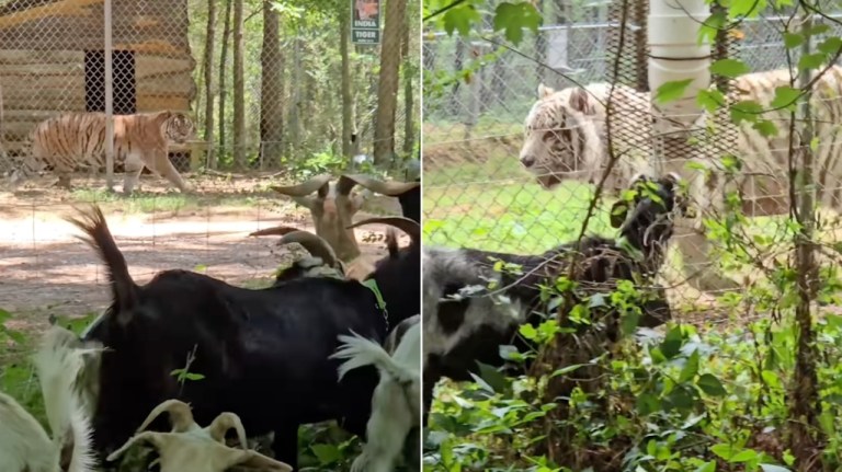 Plant Clearing Goats Entertain Tigers