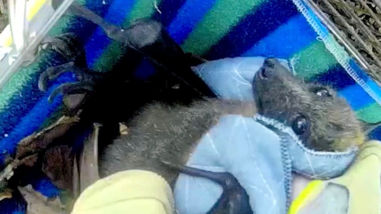 Pregnant Flying Fox