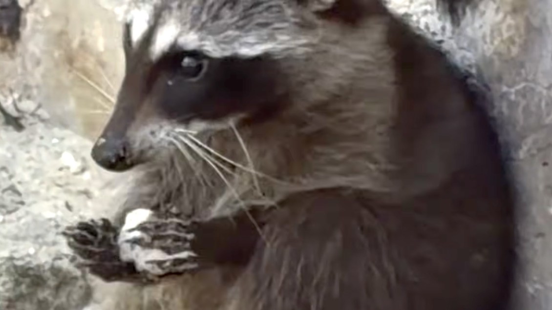 Critically Endangered Pygmy Raccoons on Cozumel Make Toys From Paper Trash