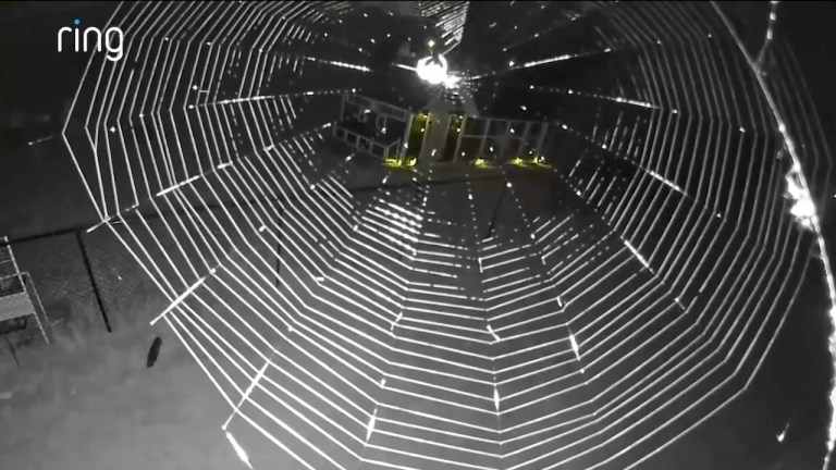 Spider Weaves Web Ring Camera