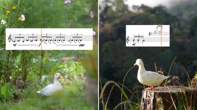 Transcribing Duck Sounds