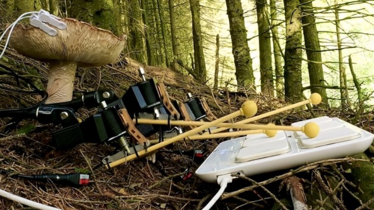 Wild Mushroom Plays Synth