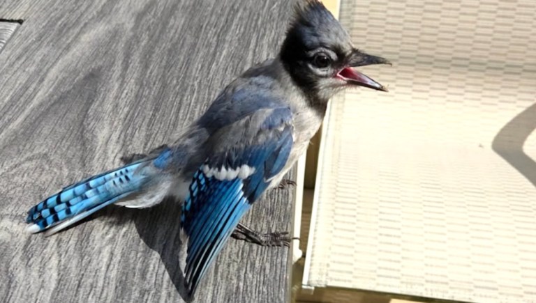 Baby Blue Jay Friendship