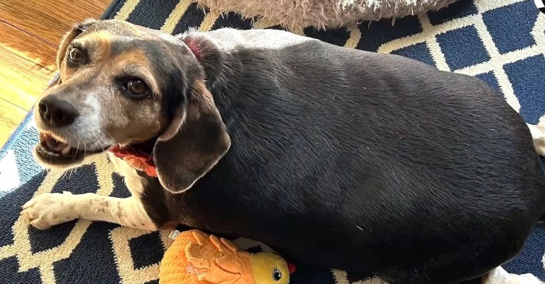 Beagle on a Sunlit Rug