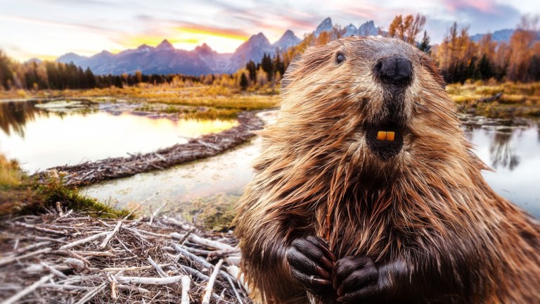 Beaver Dams Inspire Human Engineering
