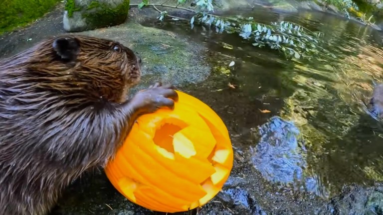 Beaver inspecting a carved Halloween pumpkin at the Oregon Zoo