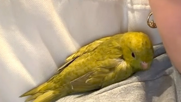 Clingy Parakeet