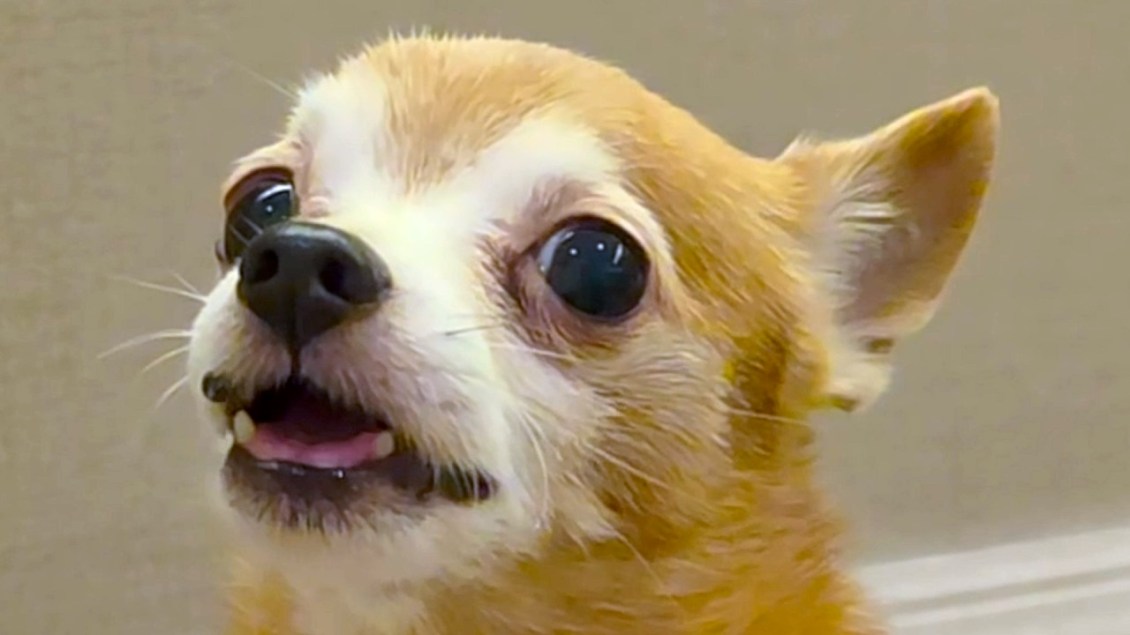 Little Dog Learns to Say I Love You to His Human